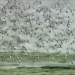 Fauna in laguna di Venezia, uccelli acquatici, 13-03-2014