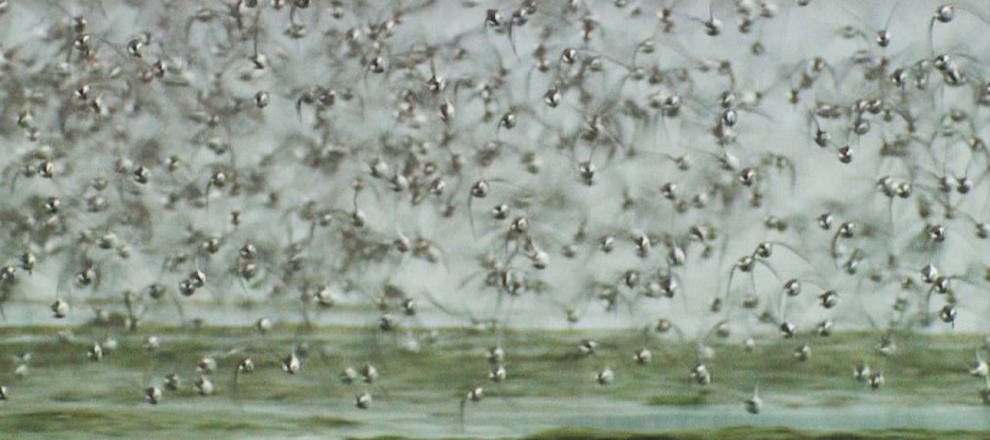 Uccelli acquatici sulle barene artificiali