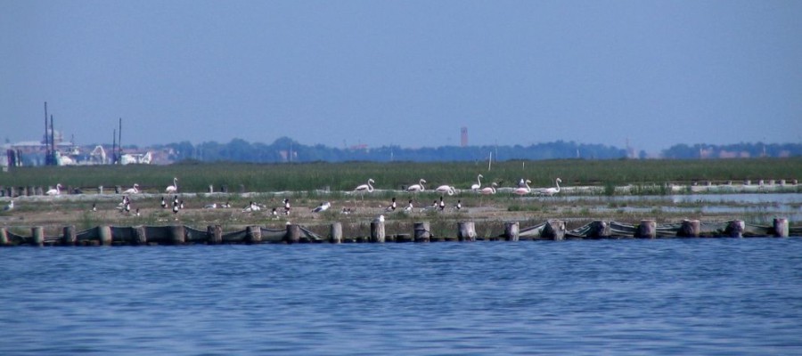 I fenicotteri sulle barene artificiali in laguna sud
