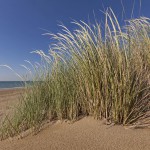 Difesa dalle mareggiate. Ripristino della spiaggia, consolidamento della duna e ripristino della vegetazione dunale, litorale del Cavallino, Venezia, 18-05-2011