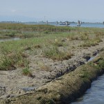 Difesa ambientale. Recupero morfologico barene, protezione con burghe, laguna di Venezia, 07-2004